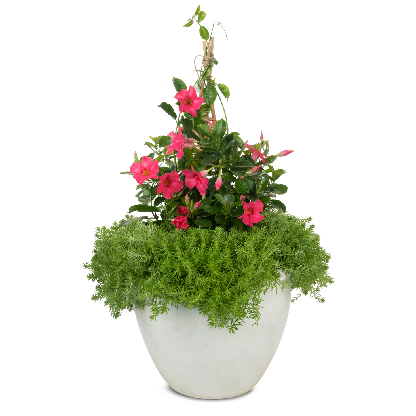 Bombshell® Coral Pink Rocktrumpet (Mandevilla hybrid)