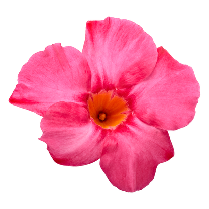 Bombshell® Coral Pink Rocktrumpet (Mandevilla hybrid)