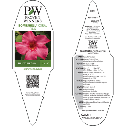 Bombshell® Coral Pink Rocktrumpet (Mandevilla hybrid)