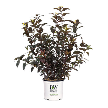 Kodiak Jet Black® (Diervilla hybrid) | Proven Winners® New Variety 2026