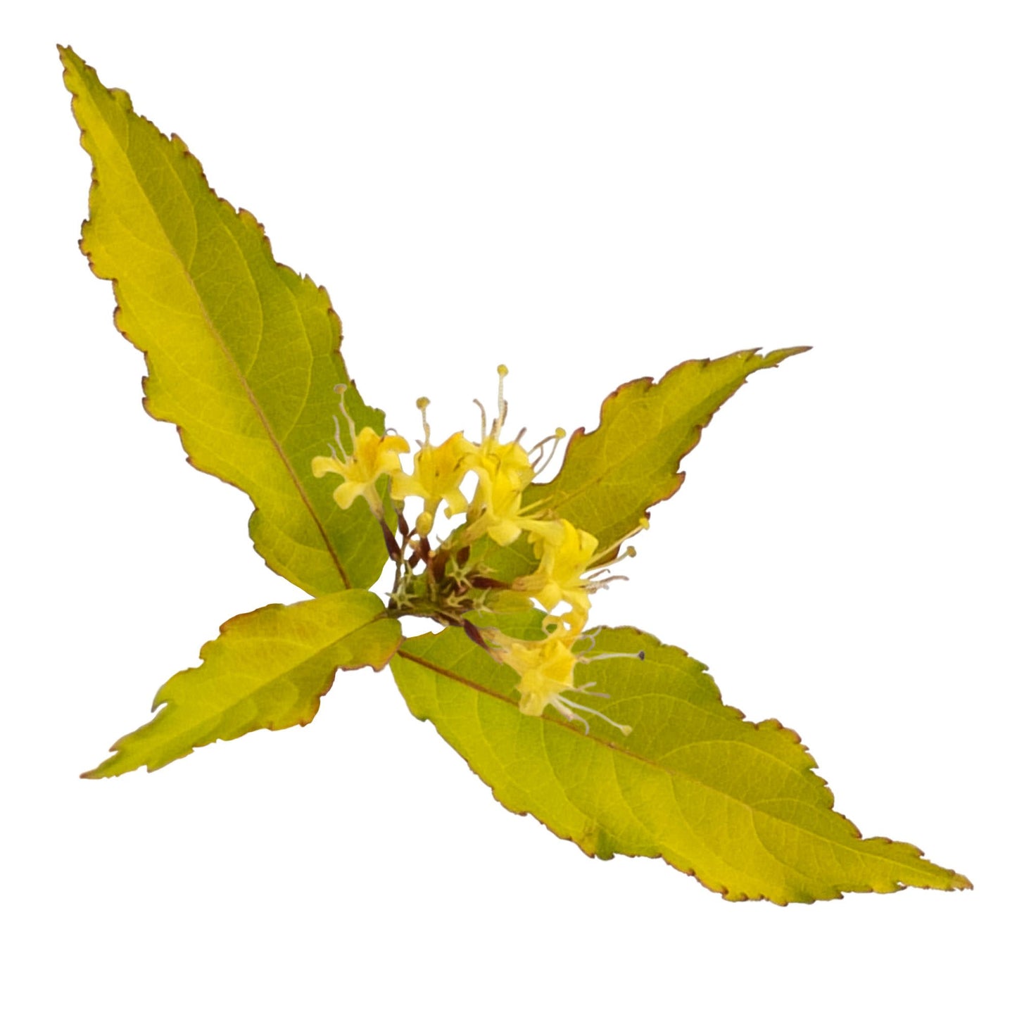 Kodiak Fresh® (Diervilla hybrid)