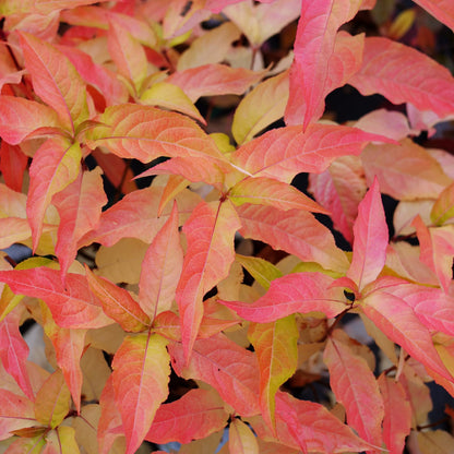 Kodiak® Orange (Diervilla hybrid)