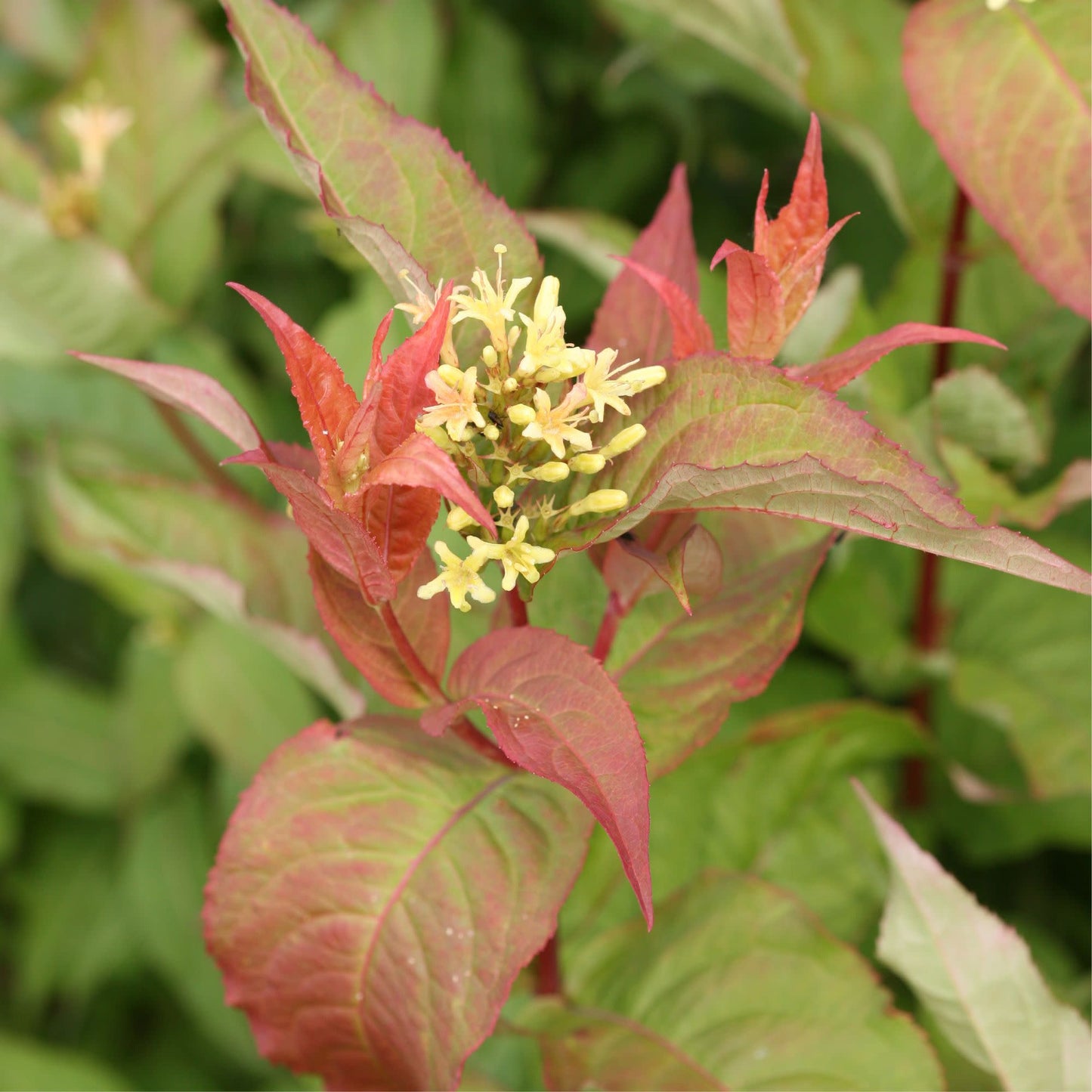 Kodiak® Orange (Diervilla hybrid)