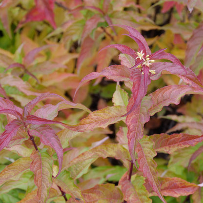 Kodiak® Orange (Diervilla hybrid)