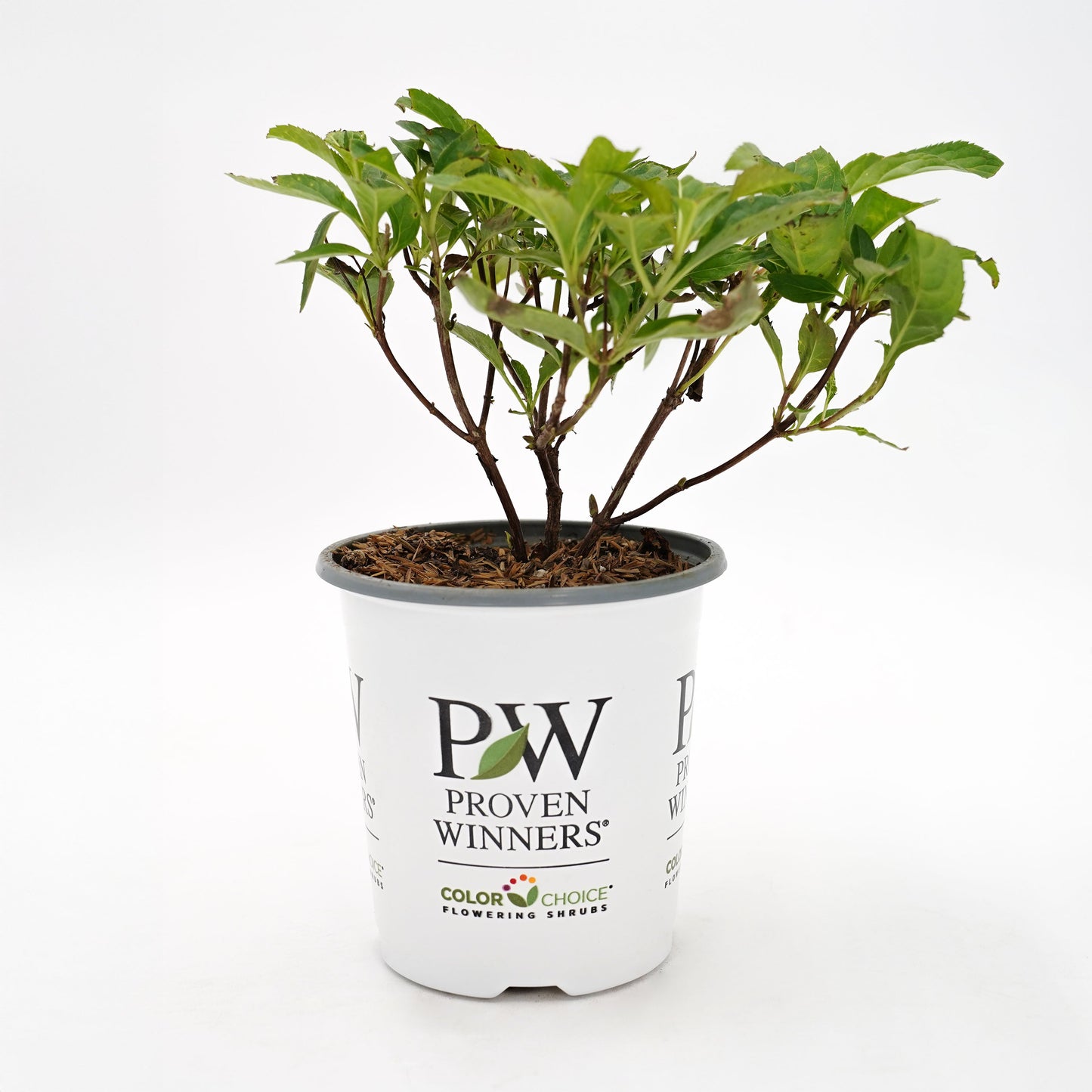 Kodiak® Orange (Diervilla hybrid)