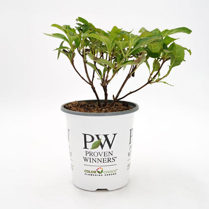 Kodiak® Orange (Diervilla hybrid)