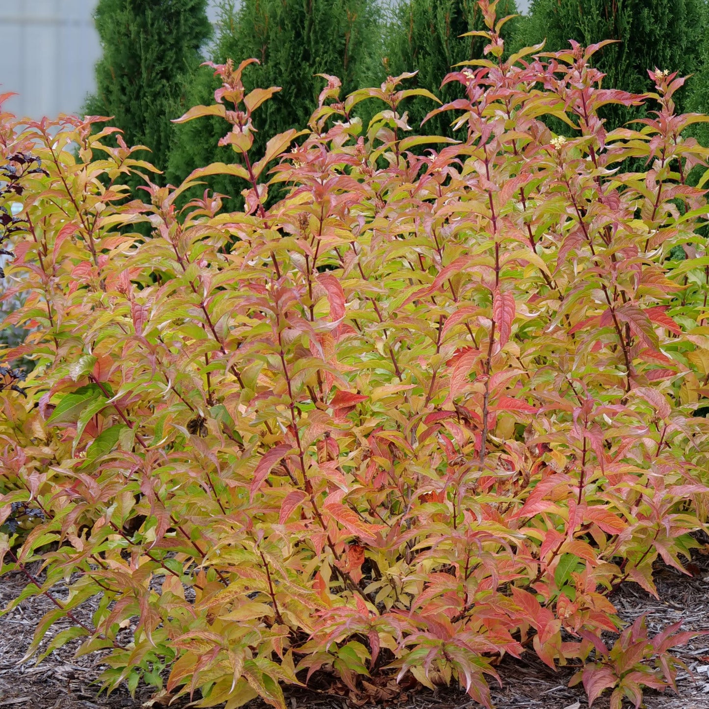 Kodiak® Orange (Diervilla hybrid)