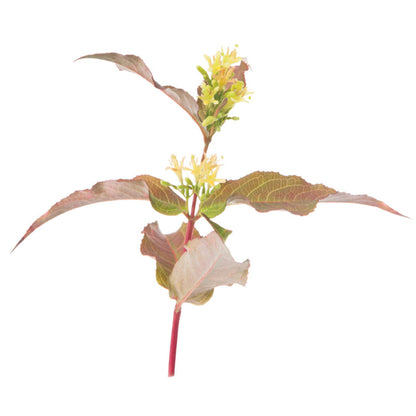 Kodiak® Orange (Diervilla hybrid)