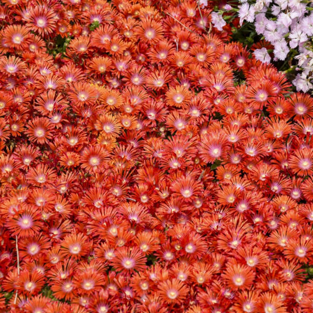 Kaleidoscope™ 'Dancing Embers' Hardy Ice Plant (Delosperma hybrid)