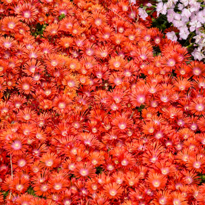 Kaleidoscope™ 'Dancing Embers' Hardy Ice Plant (Delosperma hybrid)