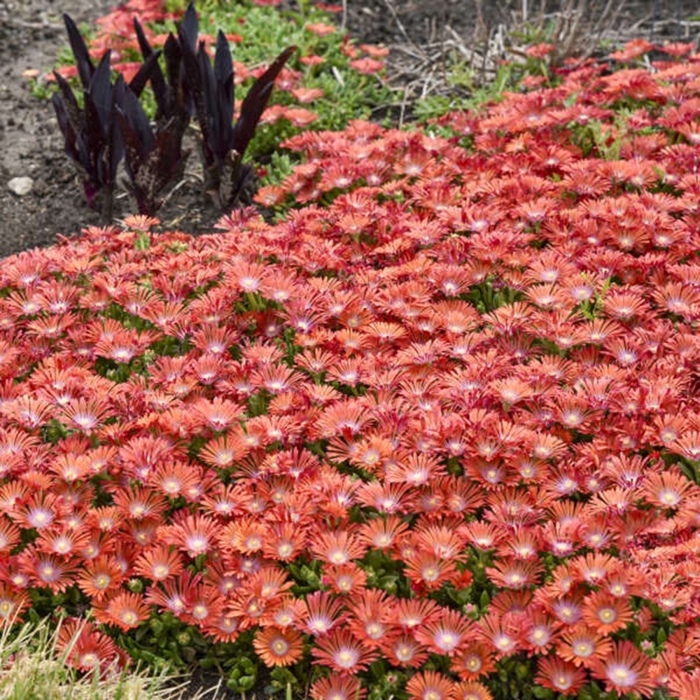 Kaleidoscope™ 'Dancing Embers' Hardy Ice Plant (Delosperma hybrid)