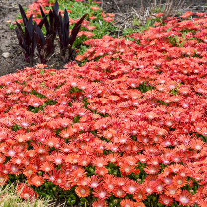 Kaleidoscope™ 'Dancing Embers' Hardy Ice Plant (Delosperma hybrid)