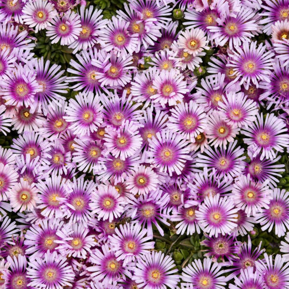 Kaleidoscope™ 'Pink Radiance' Hardy Ice Plant (Delosperma hybrid)