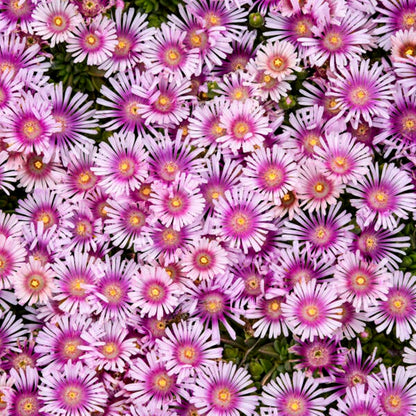 Kaleidoscope™ 'Pink Radiance' Hardy Ice Plant (Delosperma hybrid)