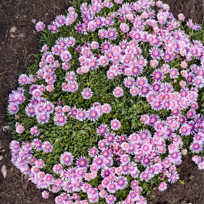 Kaleidoscope™ 'Pink Radiance' Hardy Ice Plant (Delosperma hybrid)