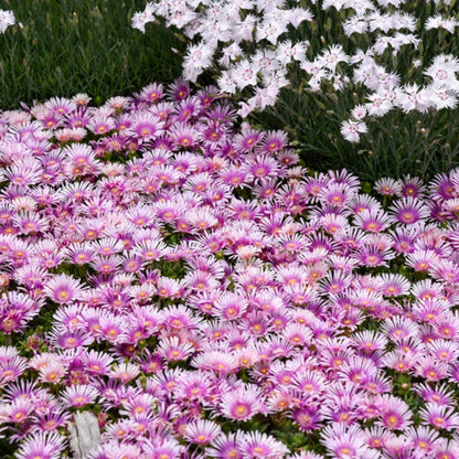 Kaleidoscope™ 'Pink Radiance' Hardy Ice Plant (Delosperma hybrid)