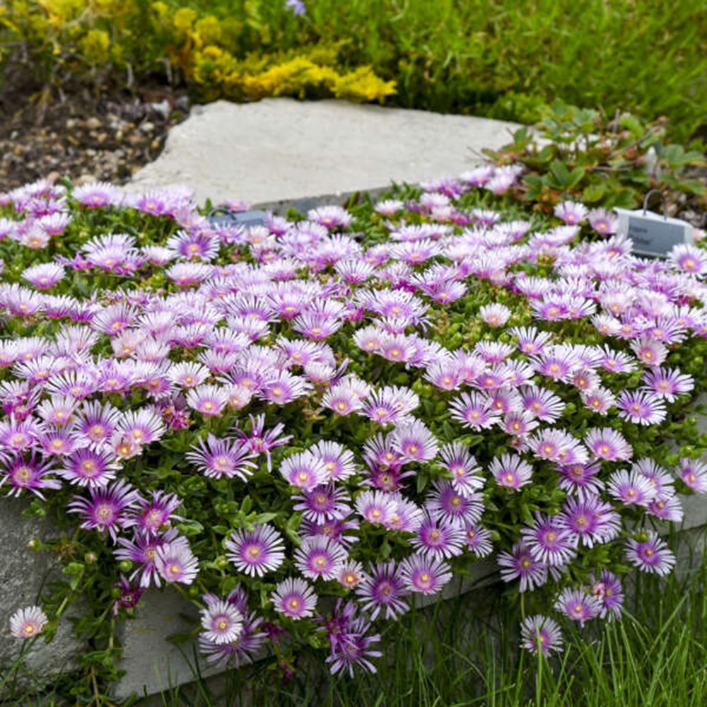 Kaleidoscope™ 'Pink Radiance' Hardy Ice Plant (Delosperma hybrid)