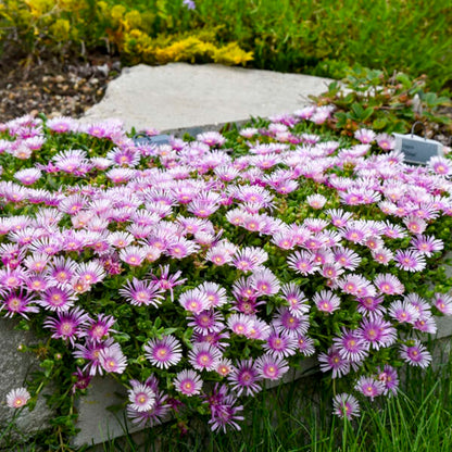 Kaleidoscope™ 'Pink Radiance' Hardy Ice Plant (Delosperma hybrid)