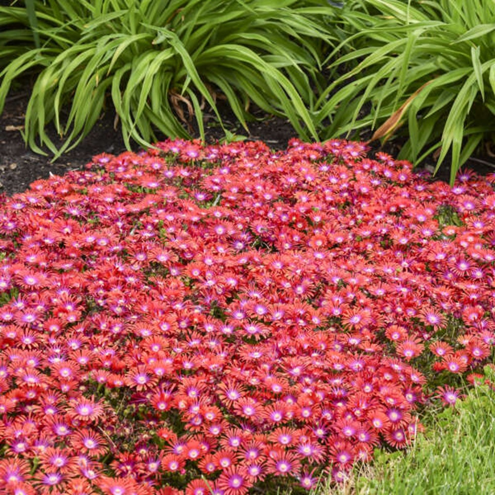 Kaleidoscope™ 'Razzle Dazzle' Hardy Ice Plant (Delosperma hybrid)