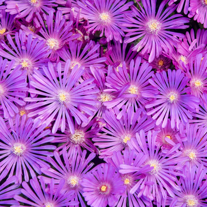 Kaleidoscope™ 'Orchid Flash' Hardy Ice Plant (Delosperma hybrid)