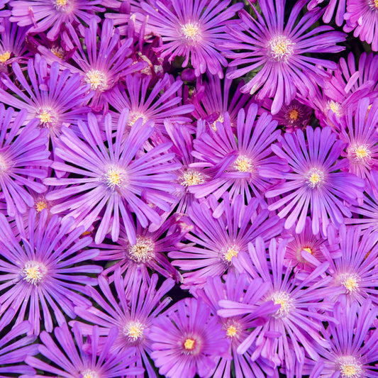 Kaleidoscope™ 'Orchid Flash' Hardy Ice Plant (Delosperma hybrid)