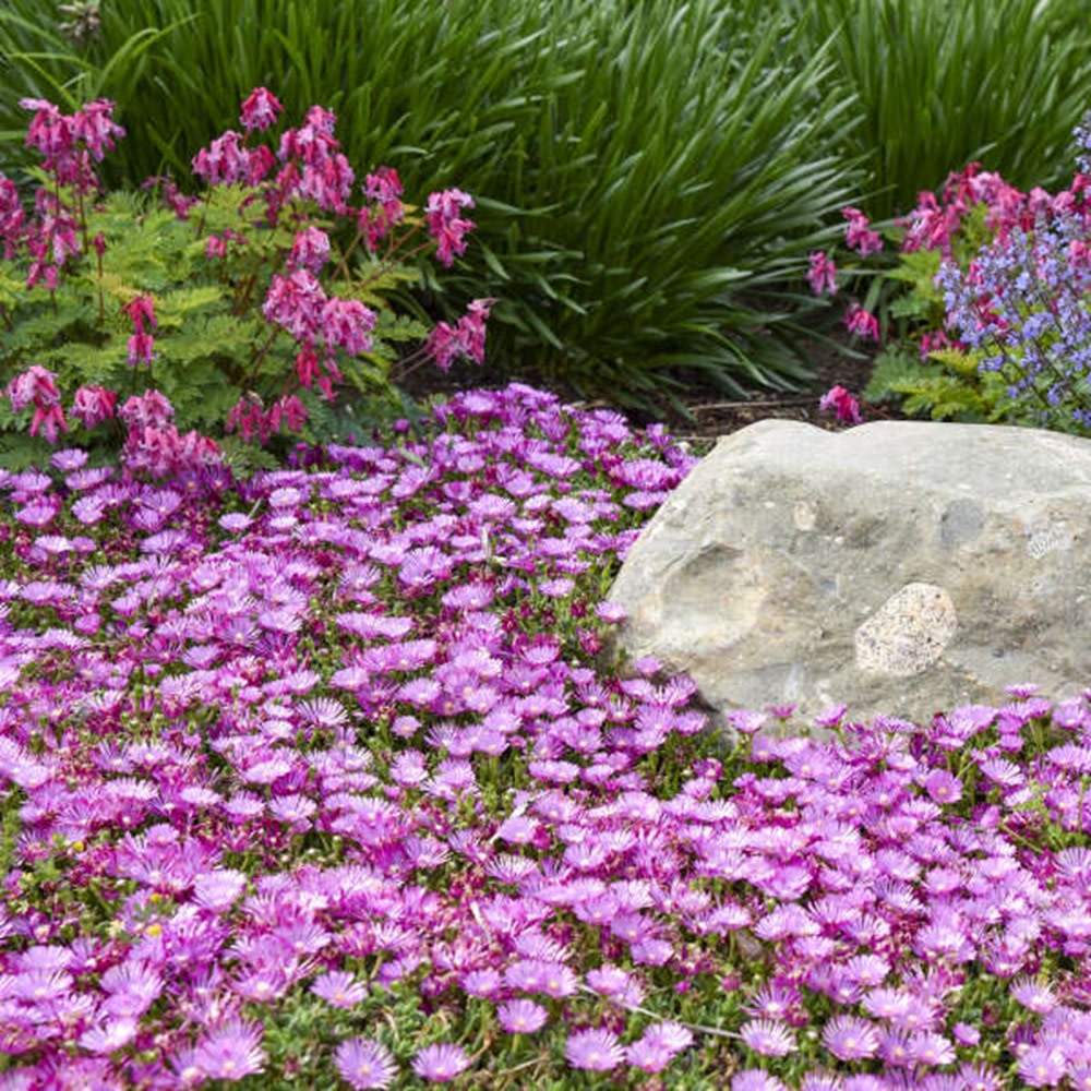 Kaleidoscope™ 'Orchid Flash' Hardy Ice Plant (Delosperma hybrid)