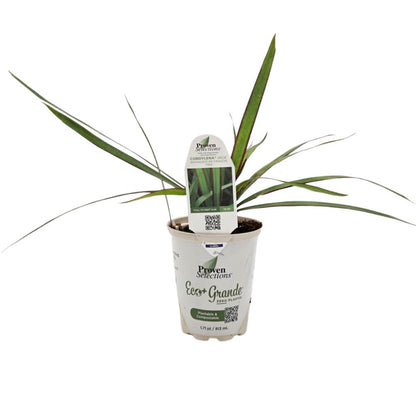Proven Selections® Cordylena® Jade Madagascar Dragon Tree (Dracaena marginata)