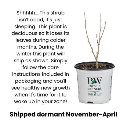 Infographic explaining and showing dormancy in shrubs.