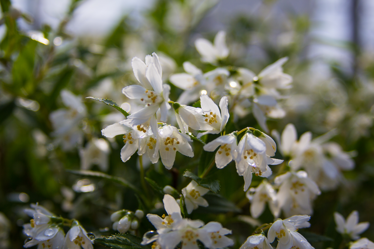Yuki Snowflake® (Deutzia hybrid)