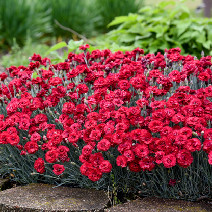 Fruit Punch® 'Maraschino' Pinks (Dianthus hybrid)
