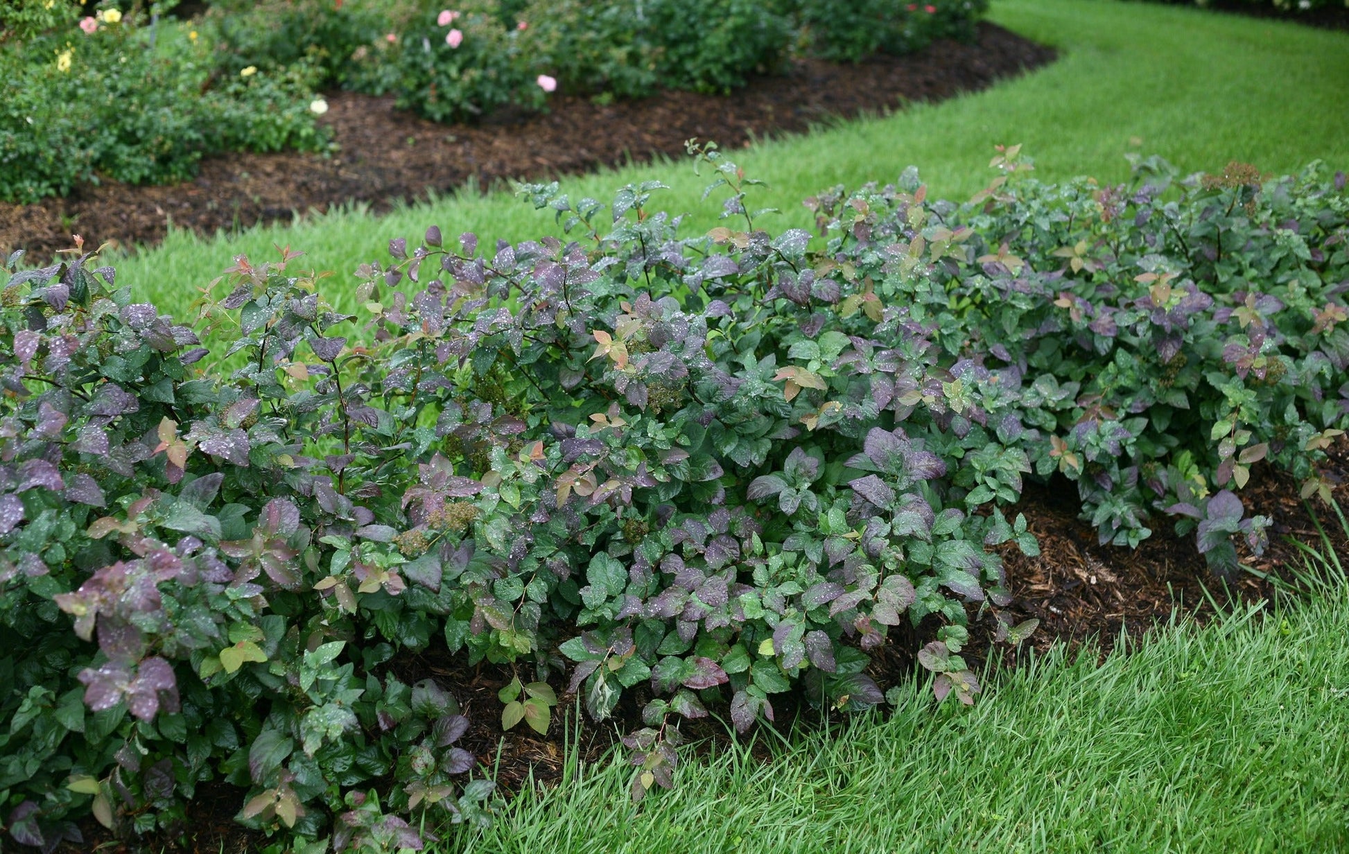 Proven Winners® Shrub Plants|Spiraea - Double Play Blue Kazoo Spirea 2