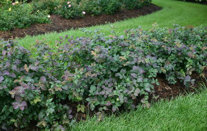 Proven Winners® Shrub Plants|Spiraea - Double Play Blue Kazoo Spirea 2