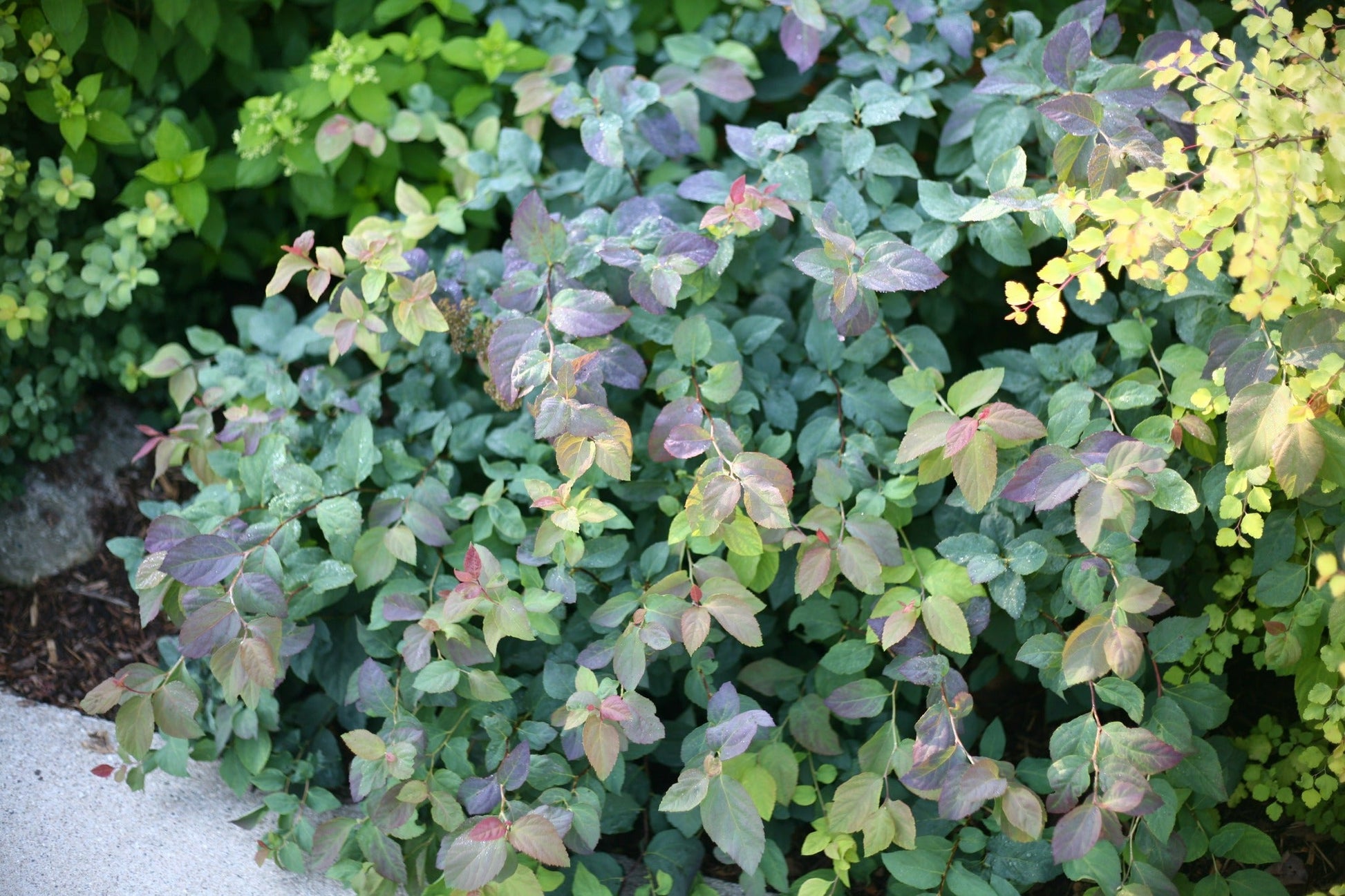 Proven Winners® Shrub Plants|Spiraea - Double Play Blue Kazoo Spirea 4