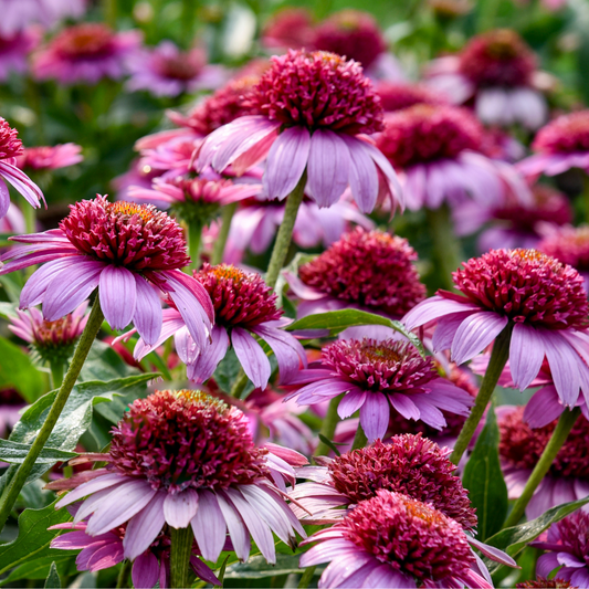 Double Coded® 'Everything's Rosy' Coneflower (Echinacea hybrid)