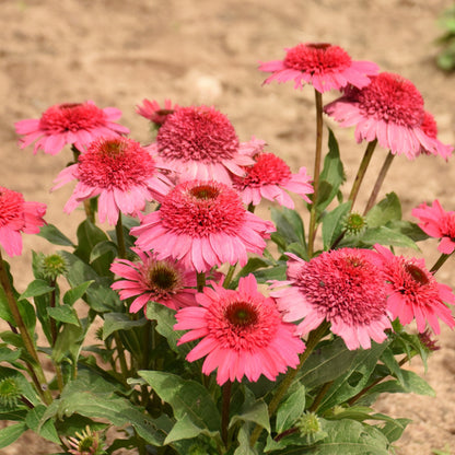 Double Coded® Coral Cranberry Coneflower (Echinacea hybrid) | Proven Winners® New Variety 2026