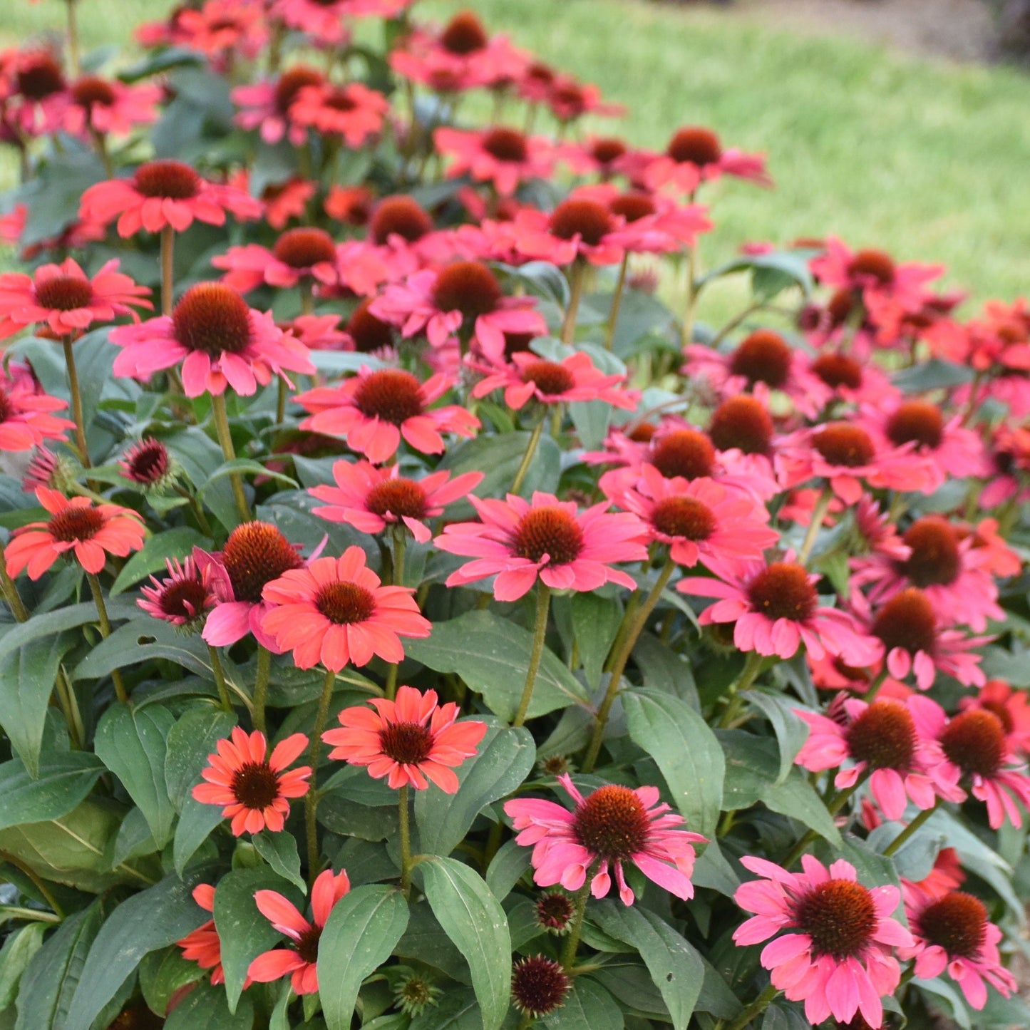 Color Coded® Knock 'em Red Coneflower (Echinacea hybrid) | Proven Winners® New Variety 2026