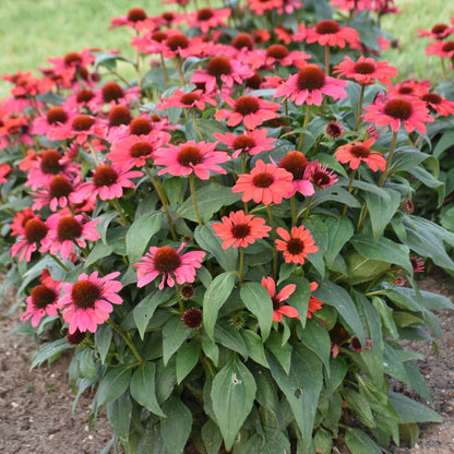 Color Coded® Knock 'em Red Coneflower (Echinacea hybrid) | Proven Winners® New Variety 2026