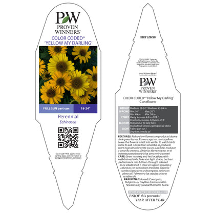 Color Coded® 'Yellow My Darling' Coneflower (Echinacea hybrid)