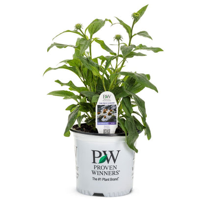 Color Coded® 'The Price is White' Coneflower (Echinacea hybrid)
