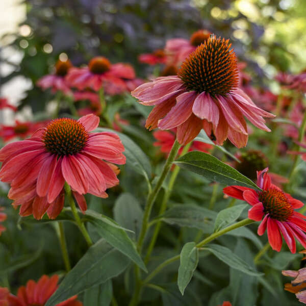 Color Coded® 'Frankly Scarlet' Coneflower (Echinacea hybrid)