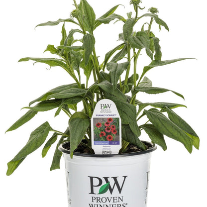 Color Coded 'Frankly Scarlet' Coneflower in container.