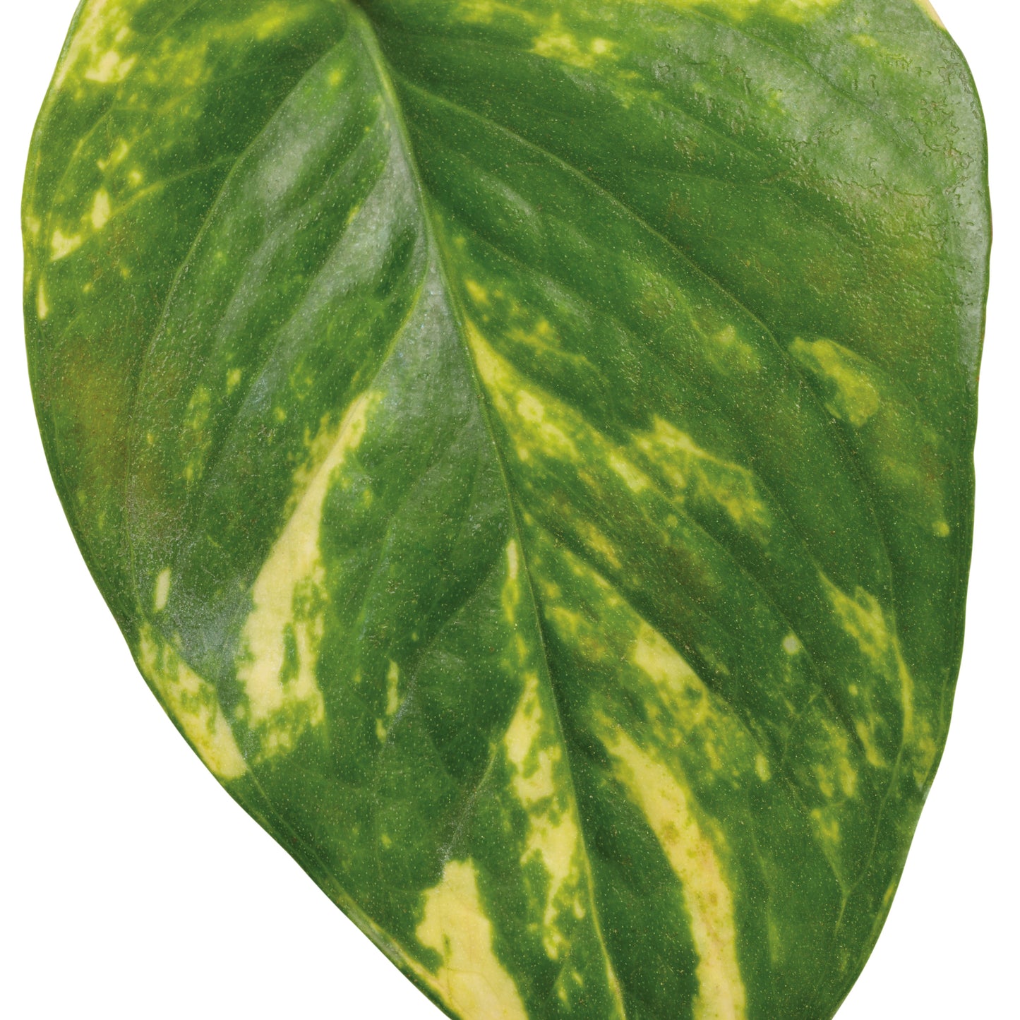 Beautifall Summer Nights Pothos cut out.