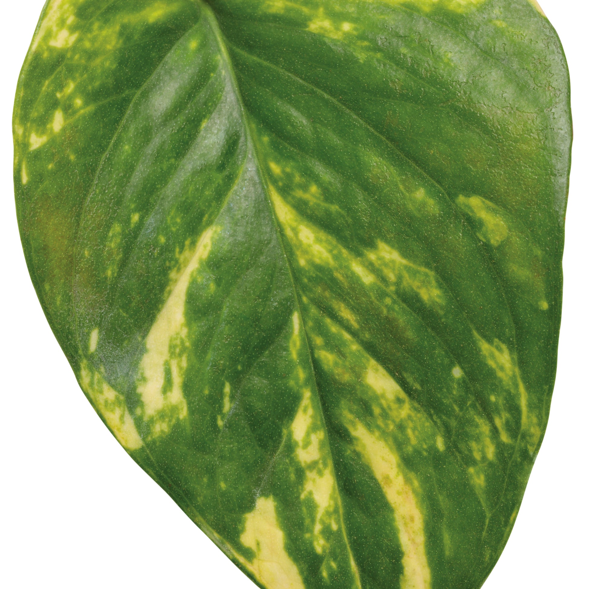 Beautifall Summer Nights Pothos cut out.