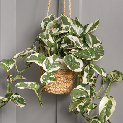 leafjoy Beautifall N'Joy Pothos in use.
