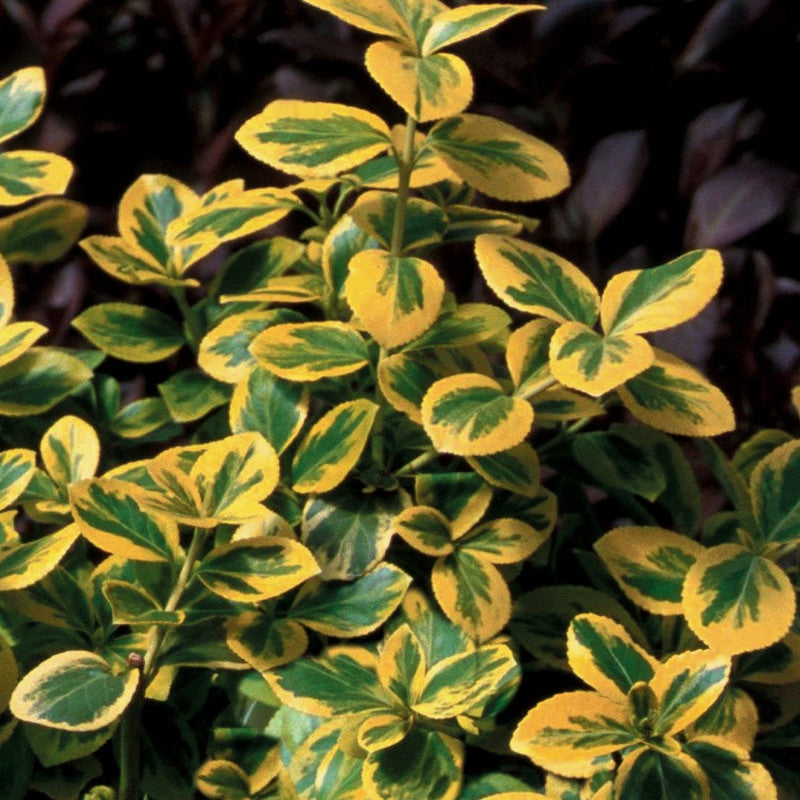 Gold Splash Gold Splash Wintercreeper up close.
