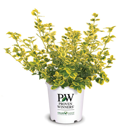 Gold Splash® Wintercreeper (Euonymus fortunei)