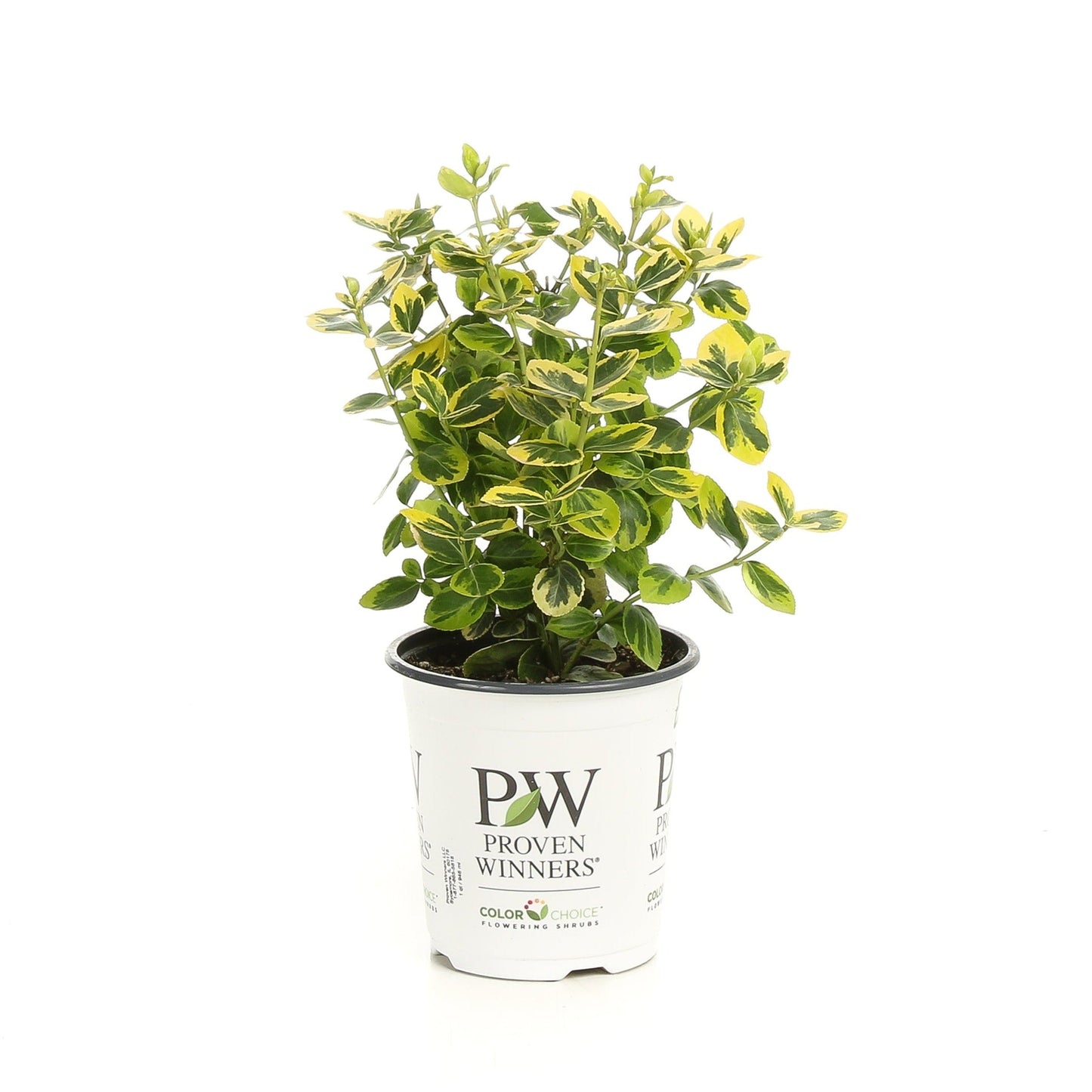 Gold Splash® Wintercreeper (Euonymus fortunei)
