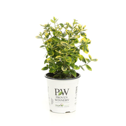 Gold Splash® Wintercreeper (Euonymus fortunei)