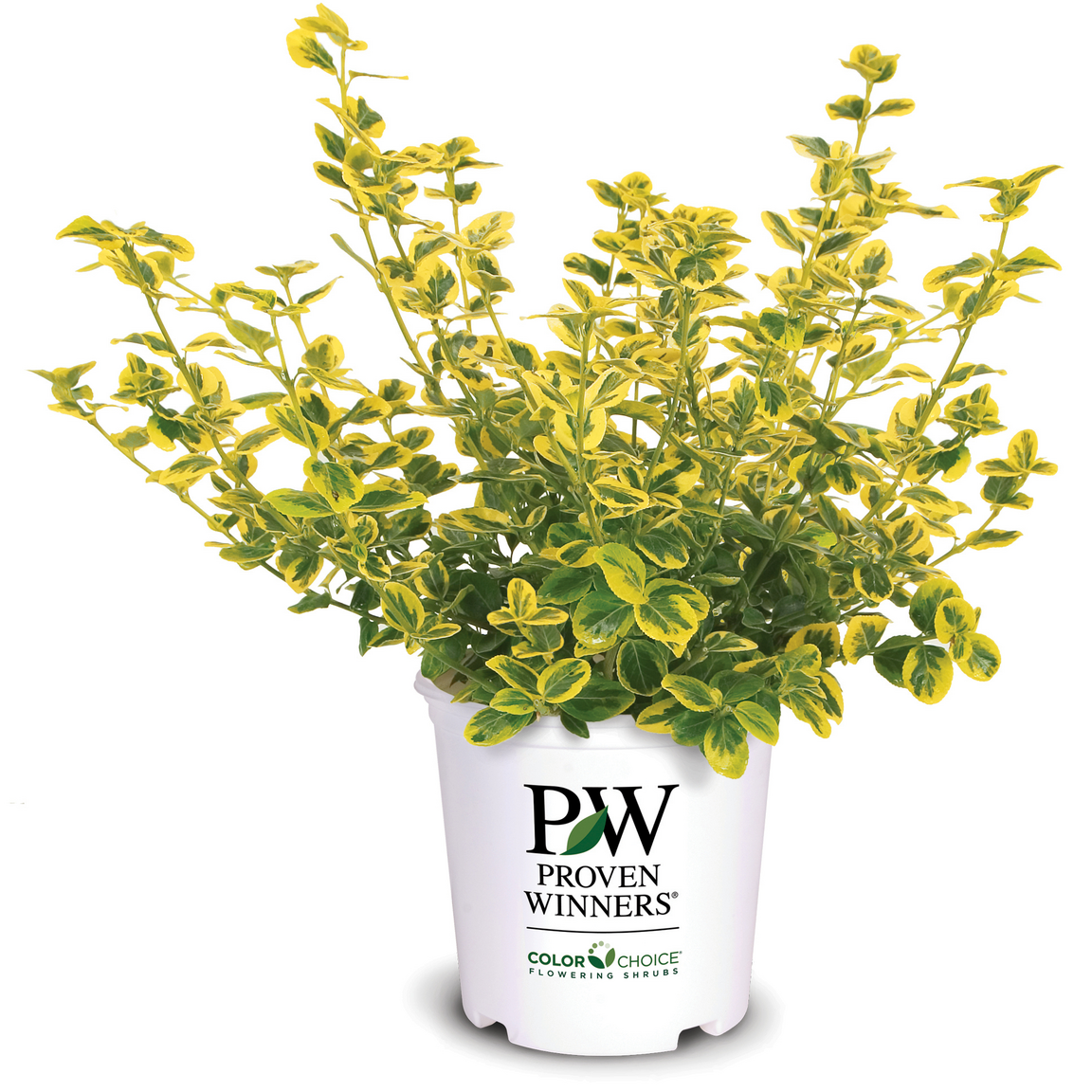 Gold Splash Gold Splash Wintercreeper in container.