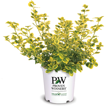 Gold Splash Gold Splash Wintercreeper in container.